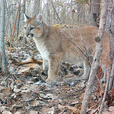 Cougar Kittens Found on Video